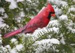 10749310-bright-red-cardinal-perched-on-a-snowy-evergreen-branch